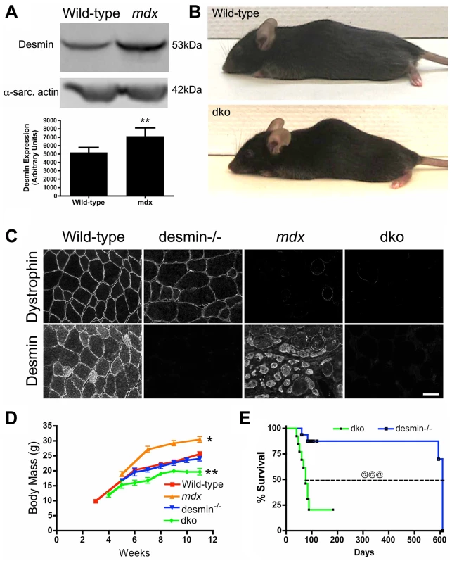 The genetic deletion of desmin from <i>mdx<sup>4cv</sup></i> mice reduces body mass and survival.