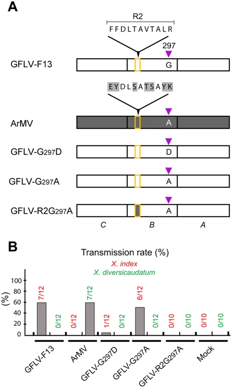 Nematode transmission of GFLV CP mutants.