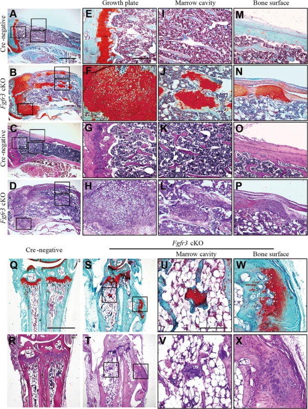 Histological assessment of the knee and wrist in <i>Fgfr3</i> cKO mice.