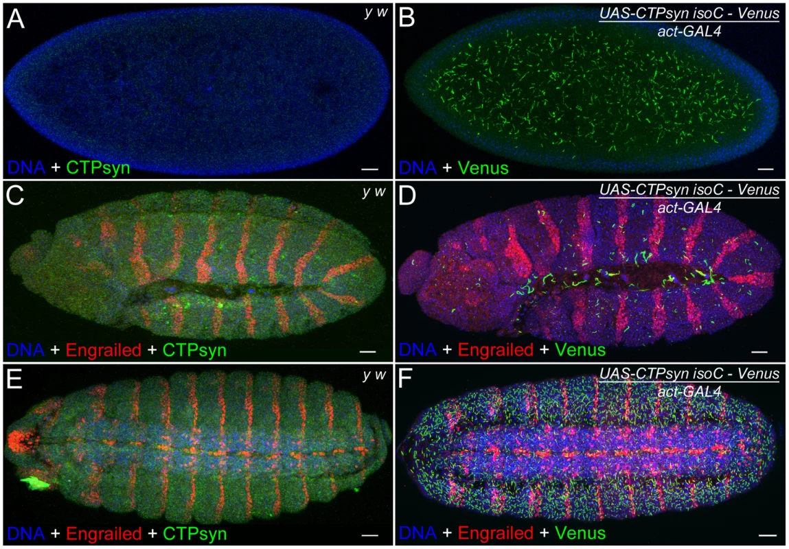 Overexpression of CTPsyn isoform C induces macro-cytoophidia in <i>Drosophila</i> embryos.