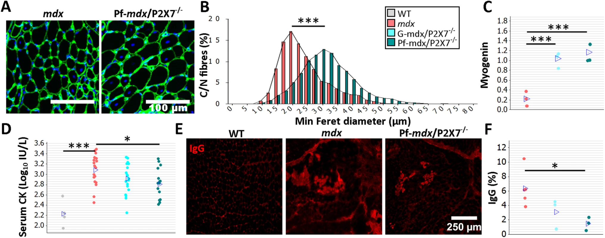 P2RX7 ablation reduces <i>mdx</i> mouse muscle pathology.