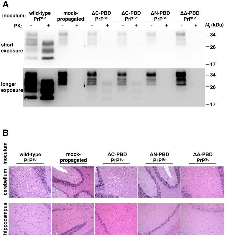 Biochemical and neuropathological analysis of mice inoculated with <i>in vitro</i>-generated PrP<sup>Sc</sup> molecules.