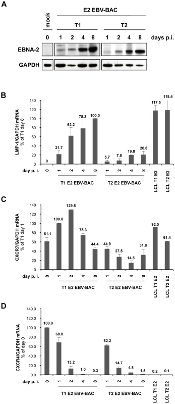 Differential regulation of LMP-1 and CXCR7 genes during early stages of infection of primary B cells with BAC-derived EBV expressing type 1 EBNA-2 or type 2 EBNA-2.