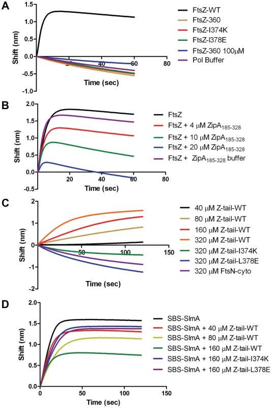 Further analysis of FtsZ-SlmA binding using biolayer interferometry.