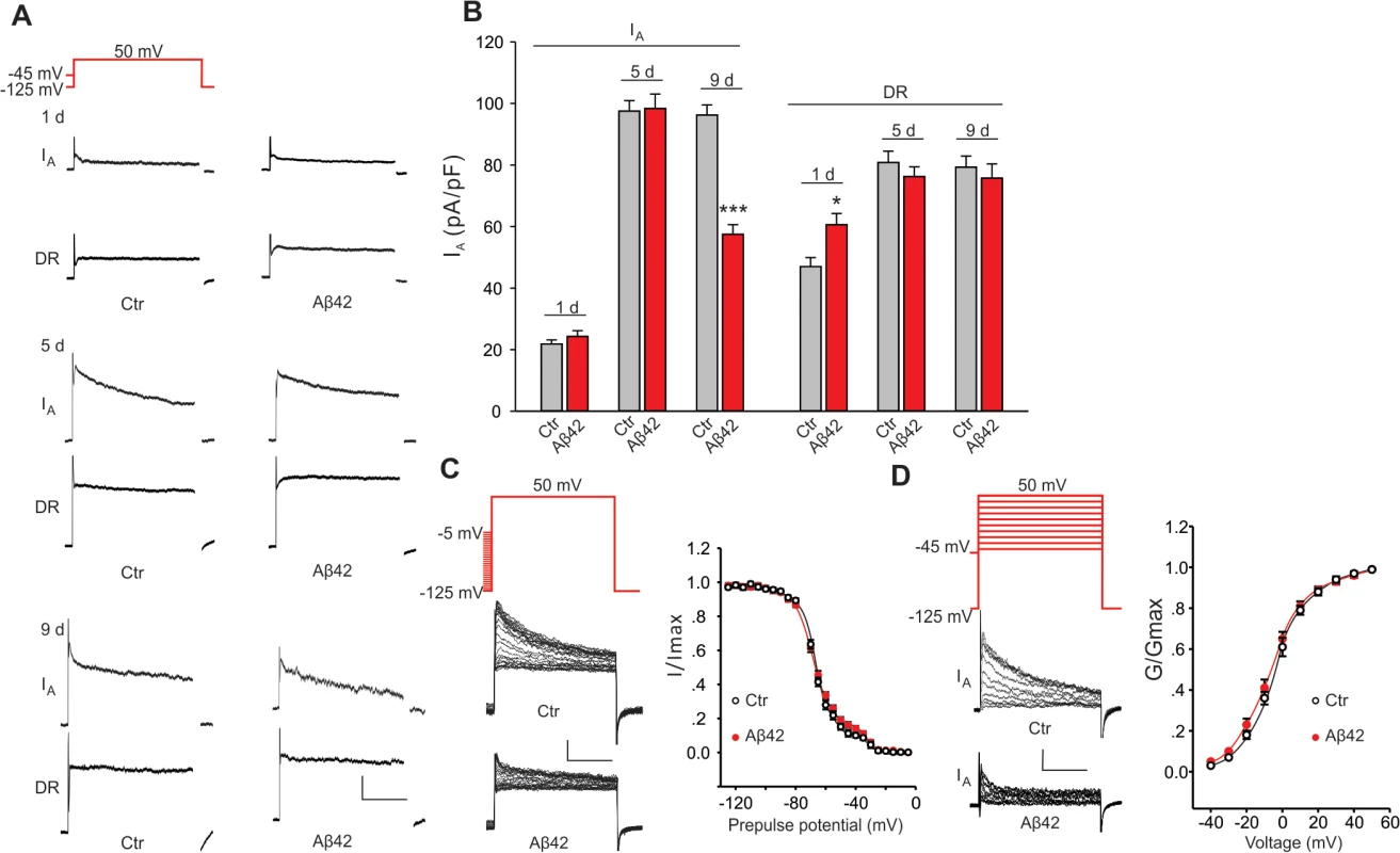 Aβ42-induced changes in voltage-dependent K<sup>+</sup> currents in primary neurons.