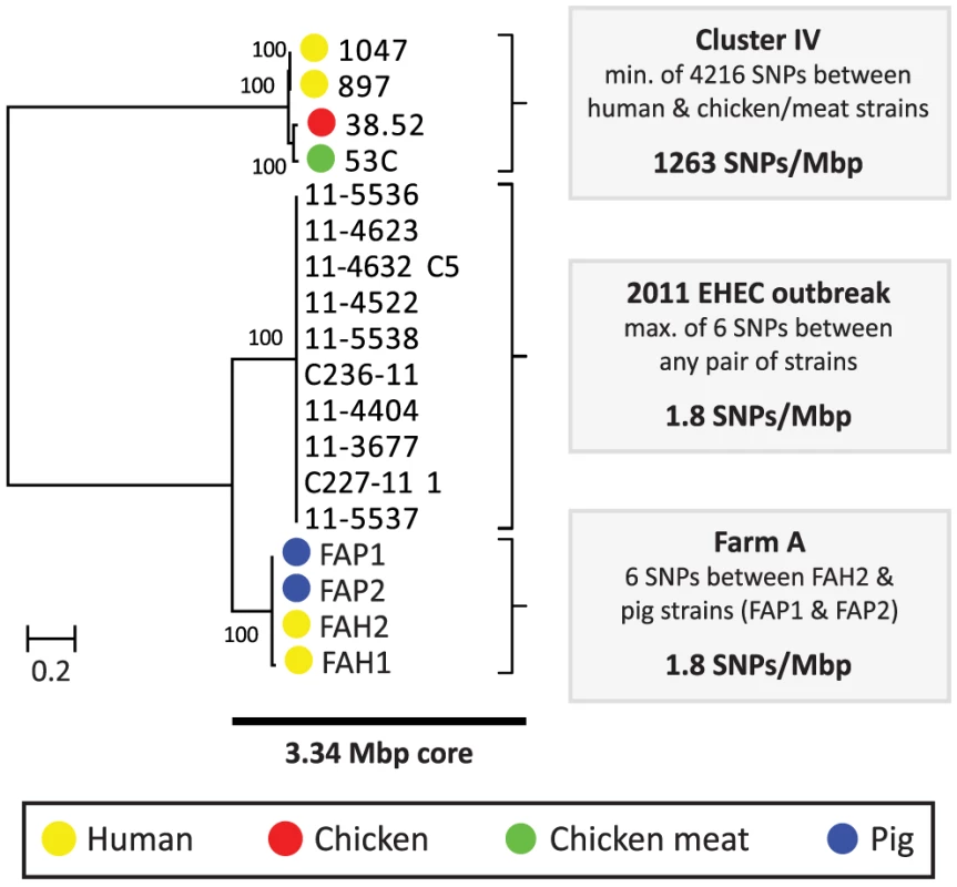 Phylogeny and SNP analysis of closely related ESBL-producing <i>E. coli</i> strains from human and poultry.