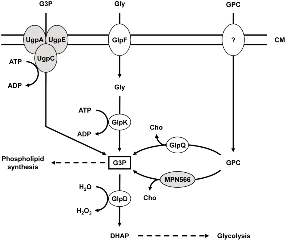 Schematic illustration of the machinery for uptake and conversion of carbohydrates leading to the formation of glycerol-3-phosphate in <i>M. pneumoniae</i>.