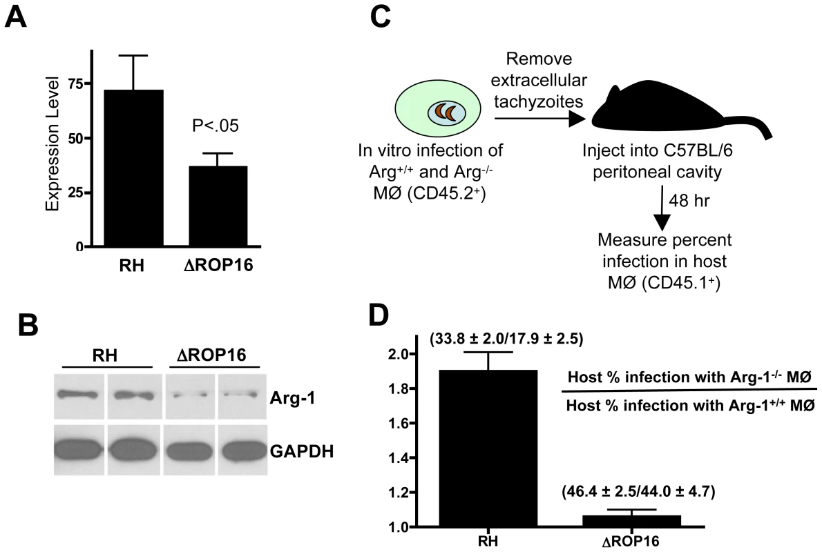 ROP16-dependent arginase-1 induction limits in vivo infection.