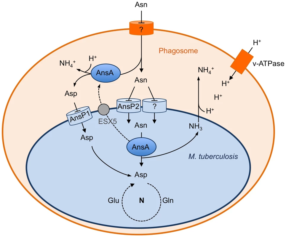 Schematic representation of the role of asparagine catabolism in nitrogen incorporation, resistance to acid and intracellular survival.