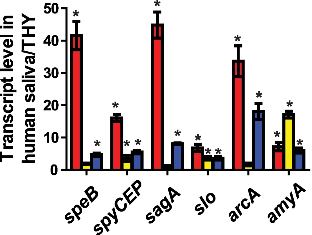 CcpA and CovR contribute to GAS gene expression during growth in human saliva.