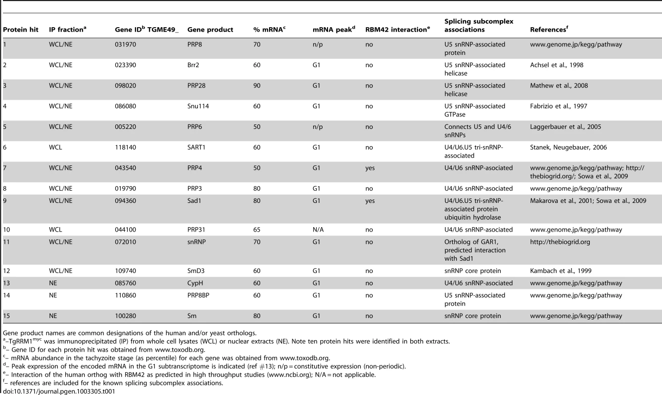 Summary of spliceosome factors co-immunoprecipitated with TgRRM1.