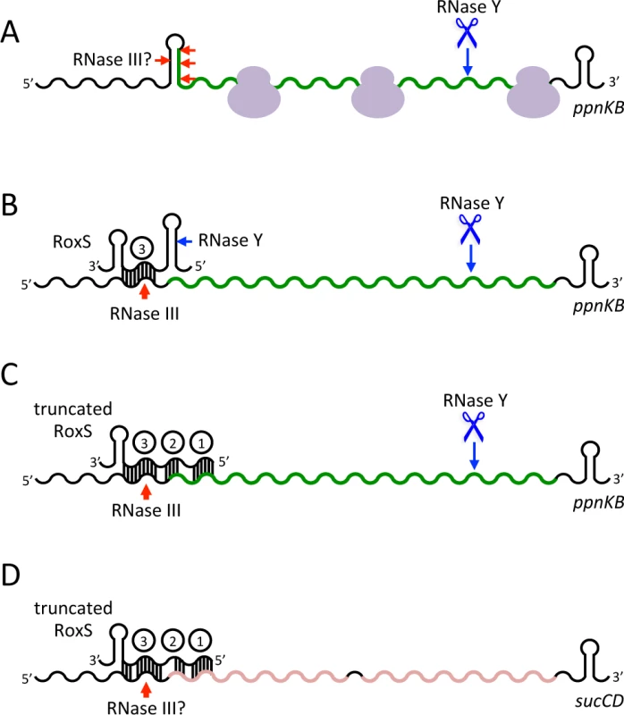 Models of RoxS regulation of the <i>ppnKB</i> and <i>sucCD</i> mRNAs.