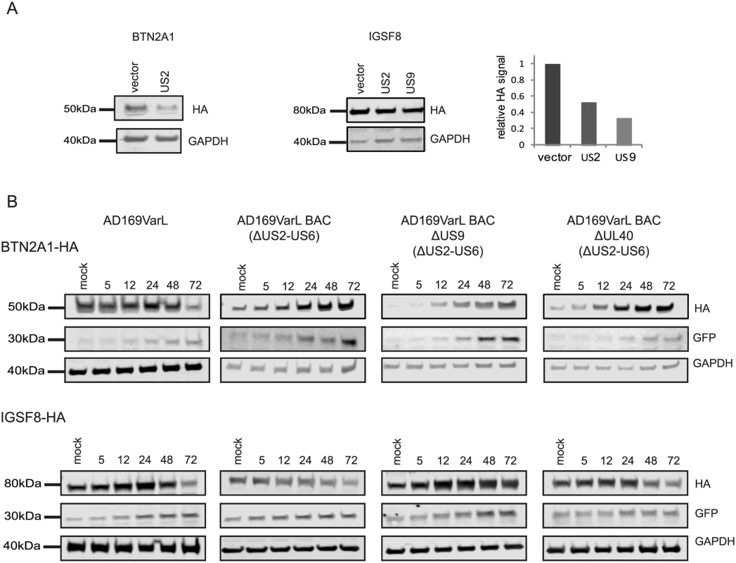 Identification of viral proteins responsible for BTN2A1 and IGSF8 degradation.