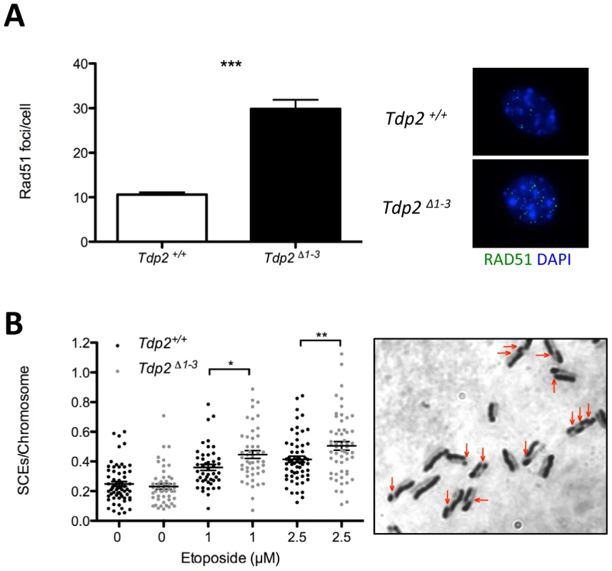 The absence of TDP2 increases etoposide induced homologous recombination.