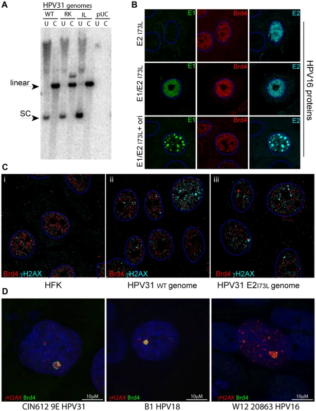Replication and nuclear localization of HPV31 genomes containing mutations in E2 that disrupt Brd4 binding.