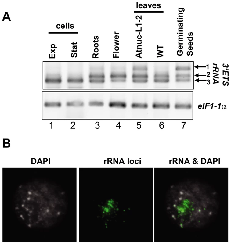 rRNA gene variants are differentially expressed in <i>A. thaliana</i> plants.