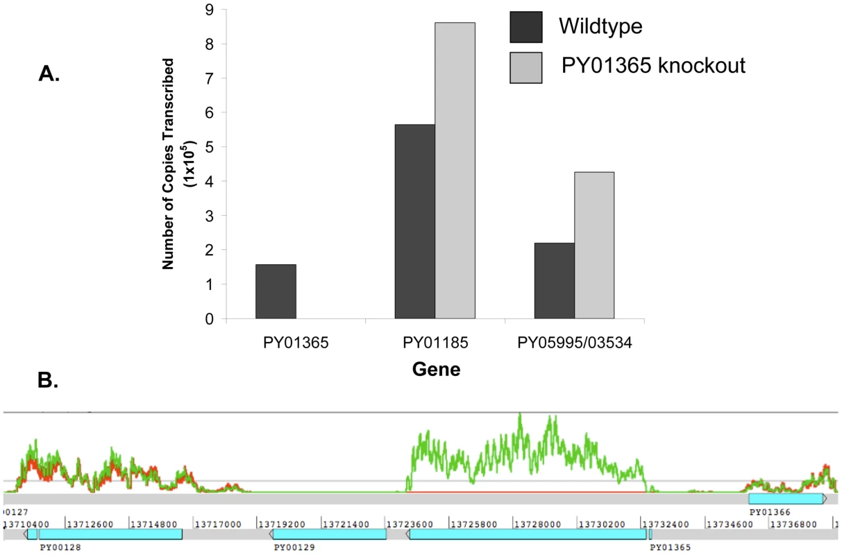 Analysis of Py235 gene family expression.