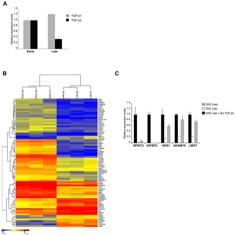 <i>In vitro</i> attenuation is associated with lower TGF-b2 expression and altered transcripts levels of TGF-b-regulated genes.