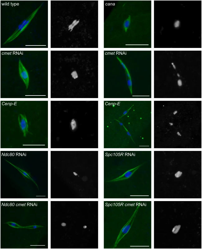 Loss of CENP-E disrupts chromosome alignment in oocytes.