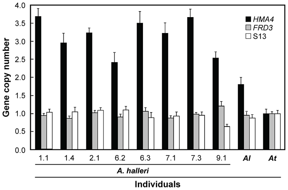 <i>HMA4</i> gene copy number in field-collected individuals of <i>A.</i>