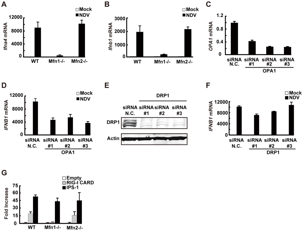 MFN1 plays a critical role in RIG-I–induced signaling.