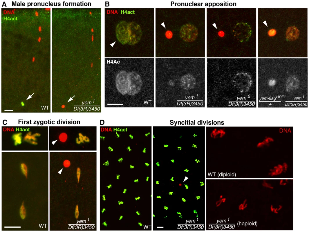 YEM is essential for chromatin assembly in the male pronucleus at fertilization.