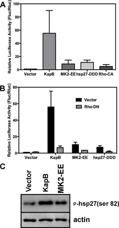 KapB-mediated activation of RhoA-GTPase is important for stabilization of ARE-containing mRNA.