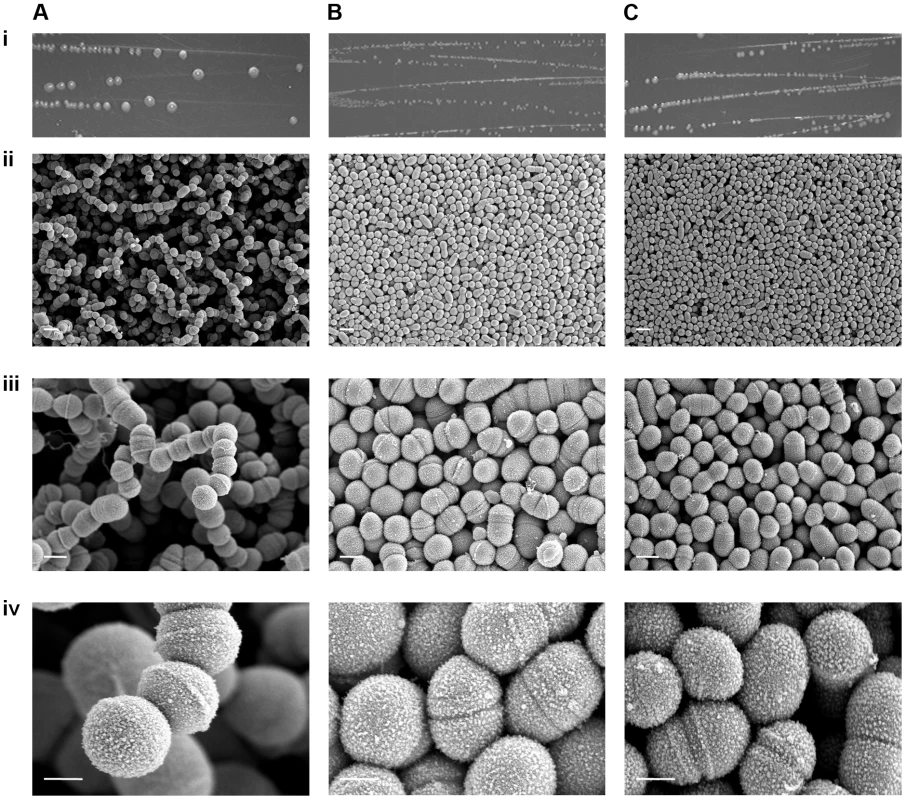 RocA regulation of capsule synthesis modulates bacterial colony structure.