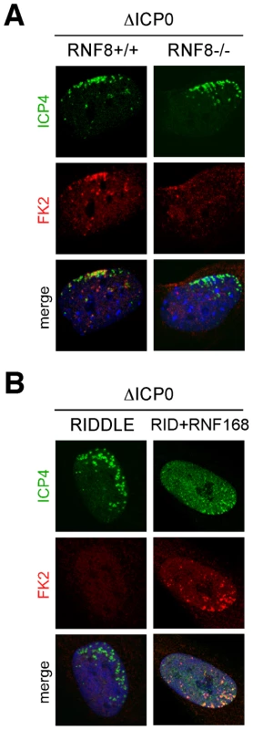 Conjugated ubiquitin accumulation at sites associated with incoming viral genomes is dependent on RNF8 and RNF168.