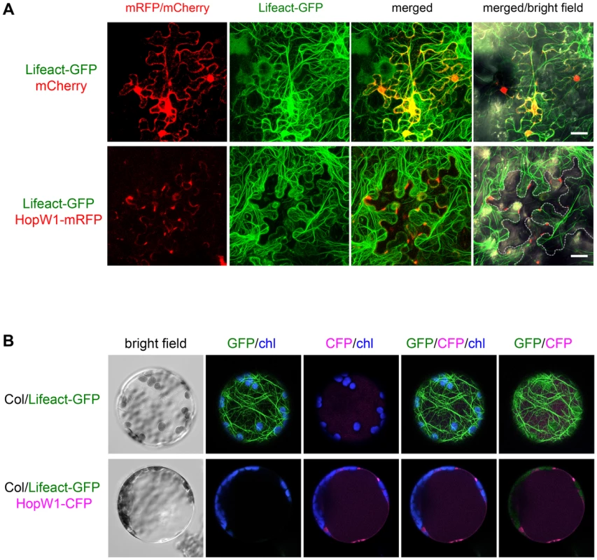 HopW1 disrupts the actin cytoskeleton when expressed in plant cells.