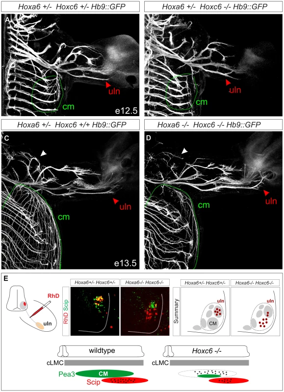 Limb innervation defects in <i>Hoxc6</i> mutants.