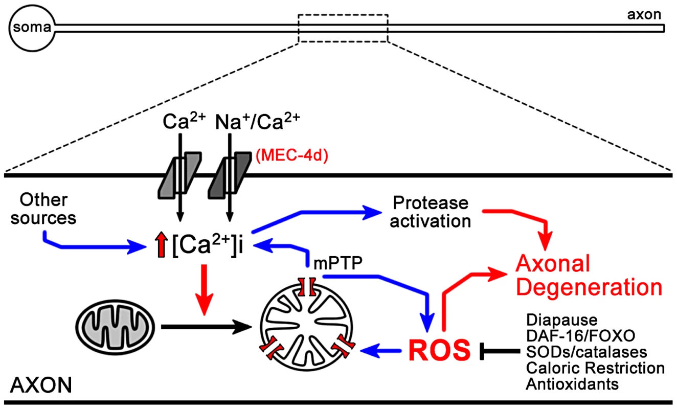 Model of ROS dependent neuronal degeneration.