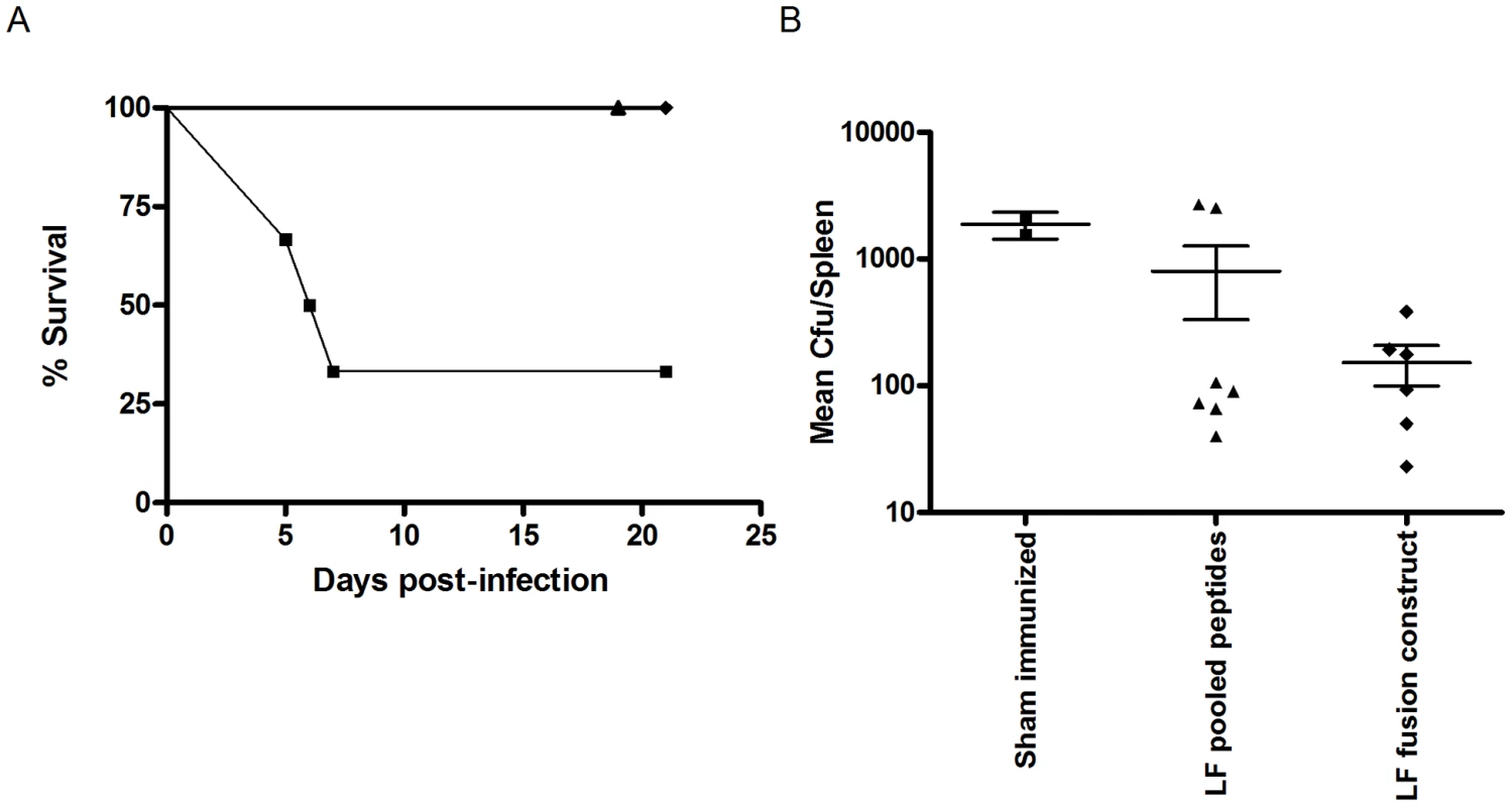 An LF epitope based vaccine which stimulates HLA restricted T cell immune responses may confer protection against <i>B. anthracis</i> challenge.