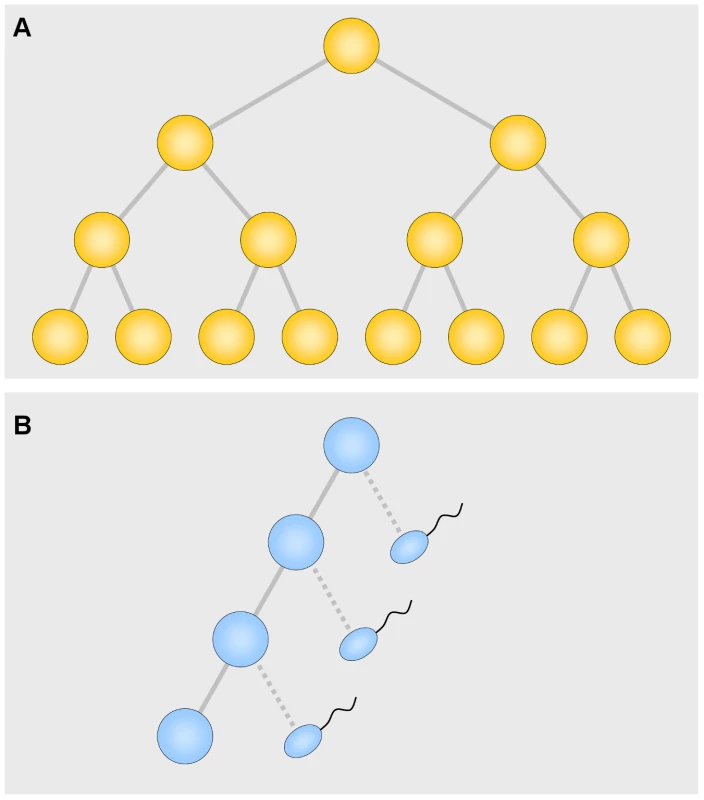 Symmetrical (A) and asymmetrical (B) divisions.
