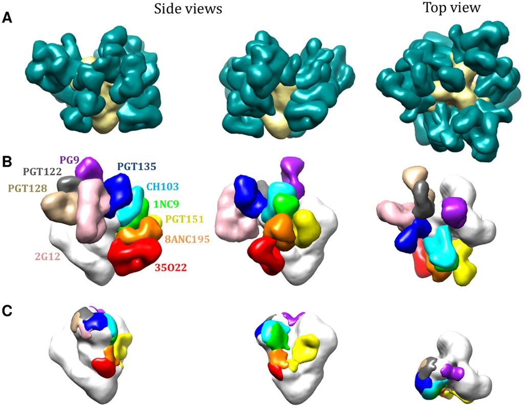 bNAb epitopes mapped onto the 3D structure of the BG505 SOSIP.664 trimer.