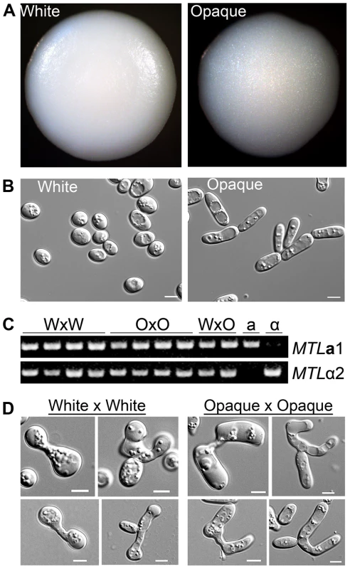 Products of <i>C. tropicalis</i> white×white and opaque×opaque mating maintain parental phenotypes.