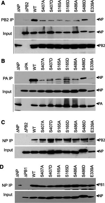 NP phospho-mutants disrupt RNP formation.
