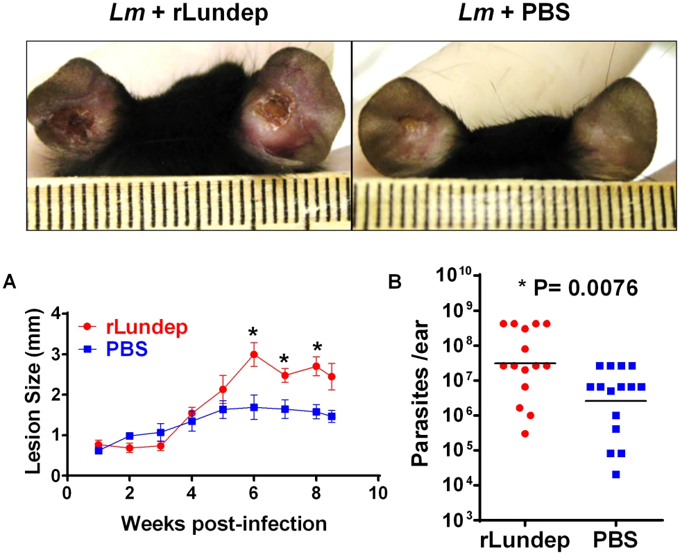 Murine cutaneous leishmaniasis model showing the <i>in vivo</i> effect of recombinant Lundep (rLundep) activity in <i>Leishmania major</i> infection.