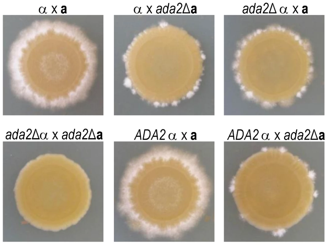 Ada2 is required for normal hyphal development.