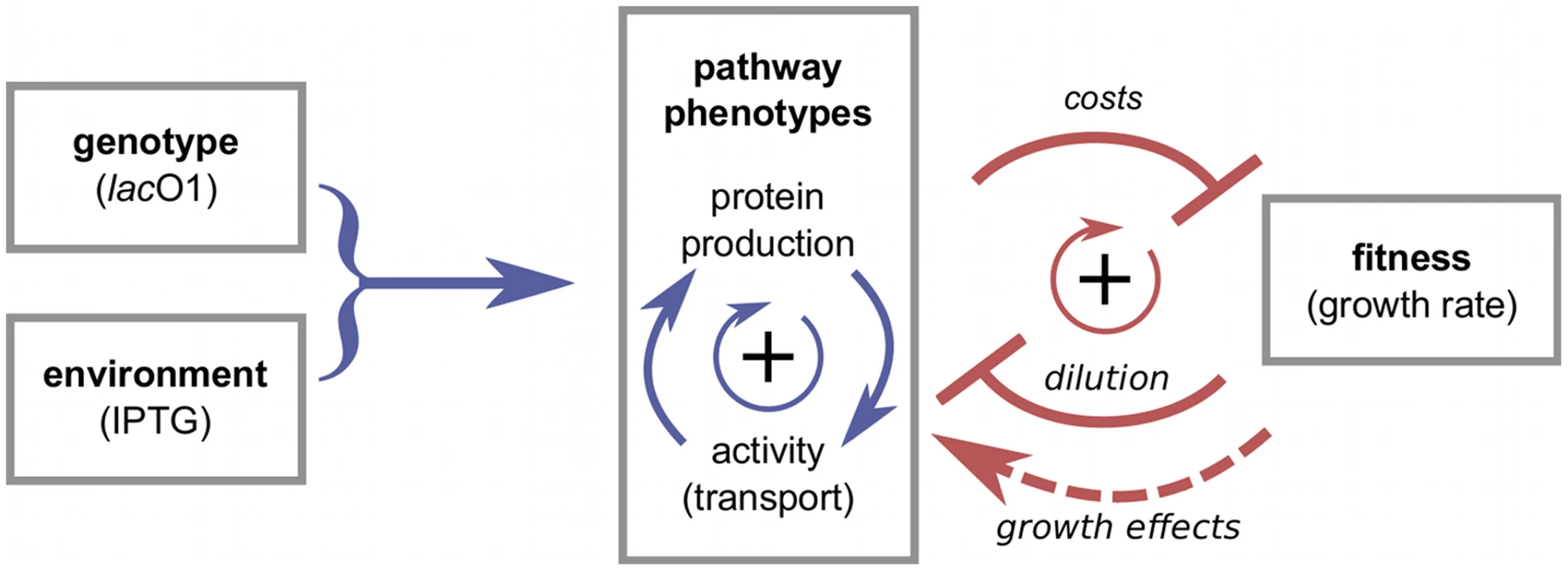 From genotype and environment to pathway phenotypes and fitness.