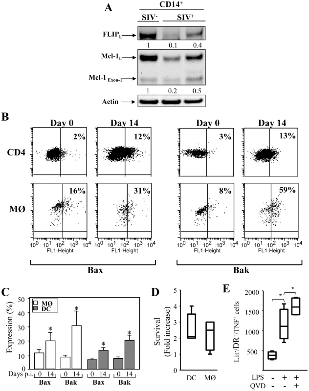 Expression of pro- and anti-apoptotic molecules in monocytes and mDCs during primary SIV infection.