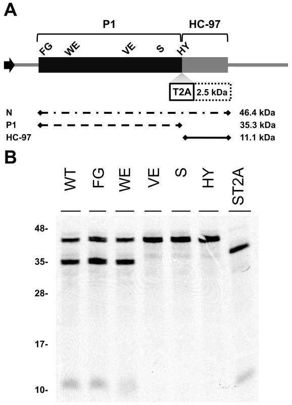 Involvement of P1 conserved motifs in protease cleavage.