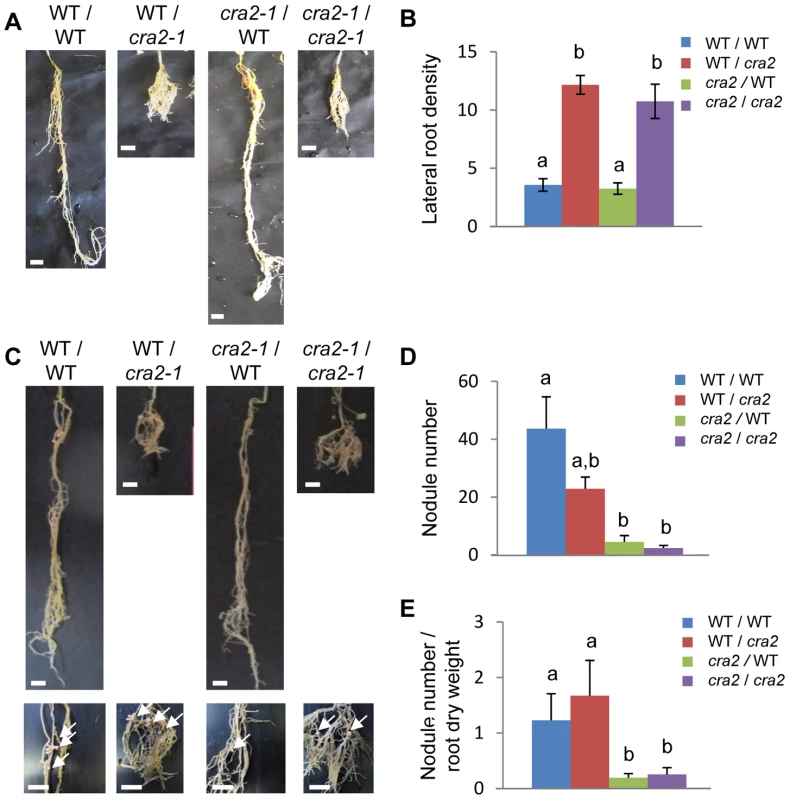 <i>CRA2</i> locally regulates lateral root formation and systemically regulates symbiotic nodule formation from the shoots.