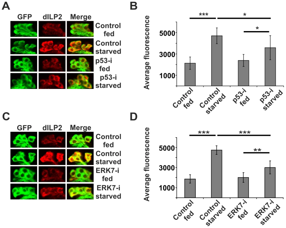 p53 and ERK7 regulate dILP2 secretion upon starvation.