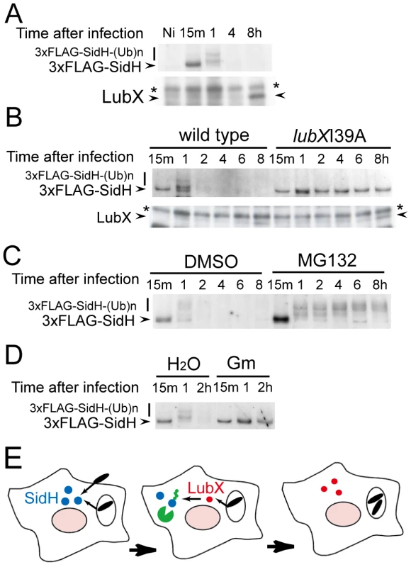 Temporal regulation of SidH is mediated by ubiquitin ligase LubX and host proteasome.