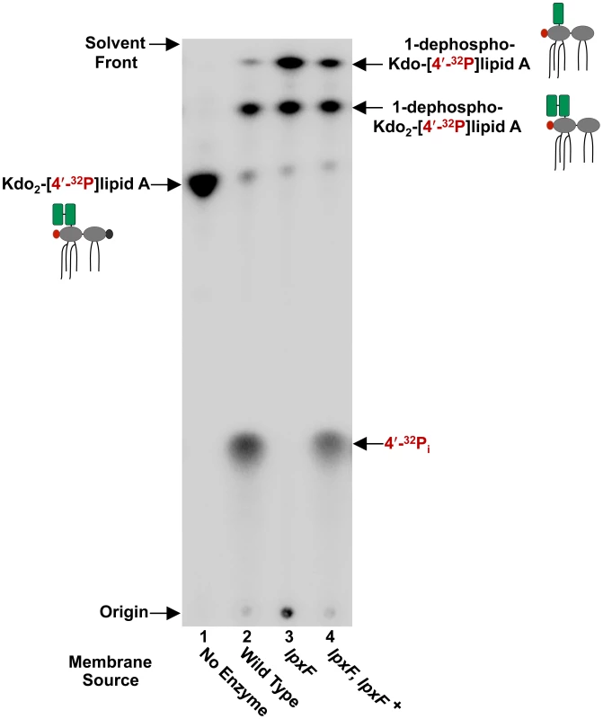 <i>In vitro</i> assay of the <i>H. pylori</i> lipid A 4′-phosphatase, LpxF.