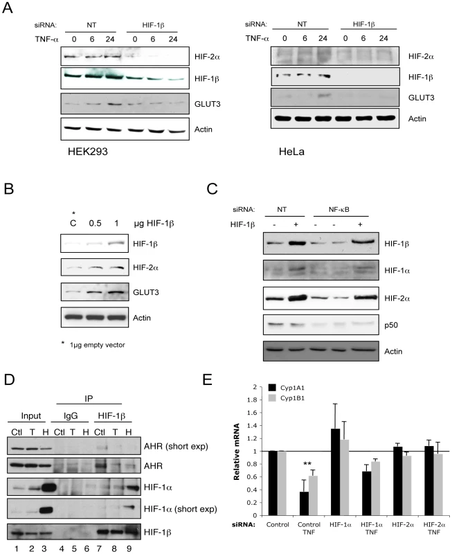 HIF-1β is required for TNF-α–induced HIF-2α, which represses AHR function.