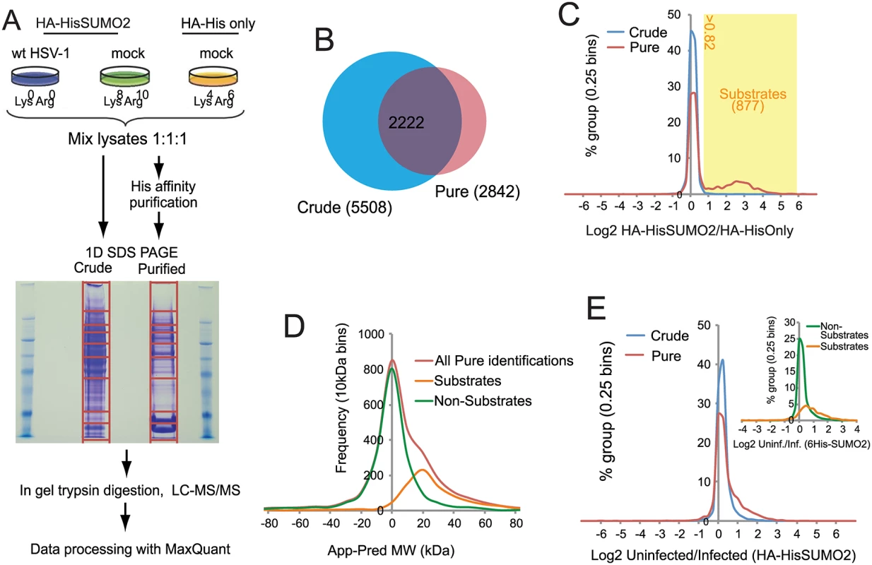 Overview of SILAC/Mass Spectrometry proteomics analysis comparing mock and wt HSV-1 infected HA-HisSUMO2 cells.