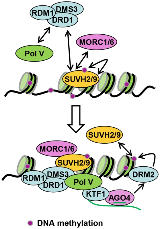 Model for the role of SUVH2, SUVH9 in RdDM.