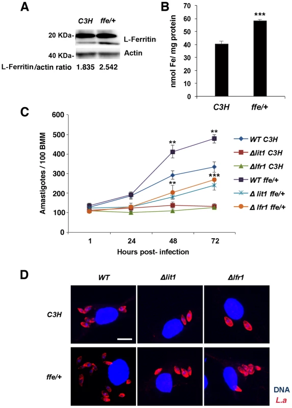 Macrophages from flatiron mice, a model for hereditary hemochromatosis type IV, are more susceptible to infection by <i>L. amazonensis</i>.